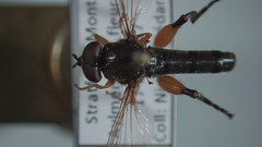 Chalcosyrphus plesia