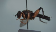 Chalcosyrphus plesia
