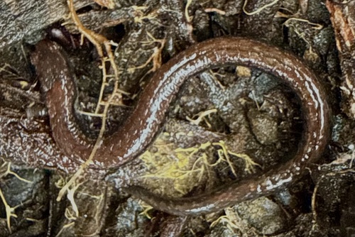 California Slender Salamander