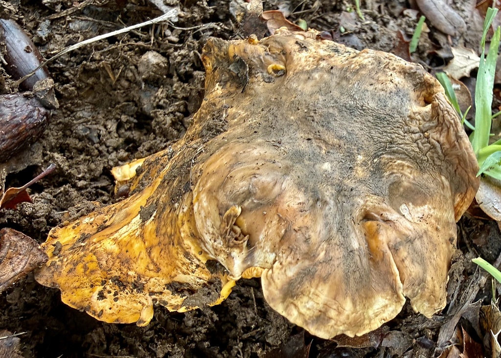 Cantharellus californicus · February 2026 · photo: © hllrnnr (iNaturalist, cc0)