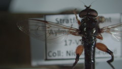 Chalcosyrphus plesia