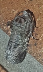Macrocyttara expressa