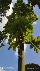 Dillenia grandifolia