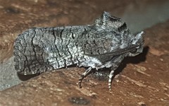 Macrocyttara expressa