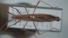 Protenor belfragei