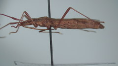 Protenor belfragei