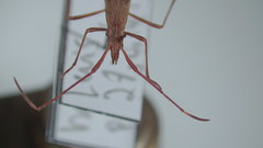 Protenor belfragei
