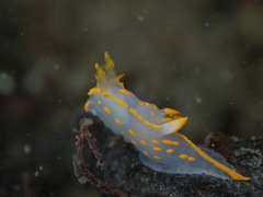 Polycera quadrilineata