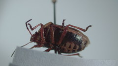 Perillus circumcinctus