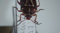 Perillus circumcinctus