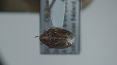 Neottiglossa undata