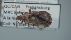 Aradus aequalis