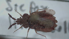 Aradus robustus