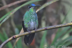 Heliodoxa leadbeateri