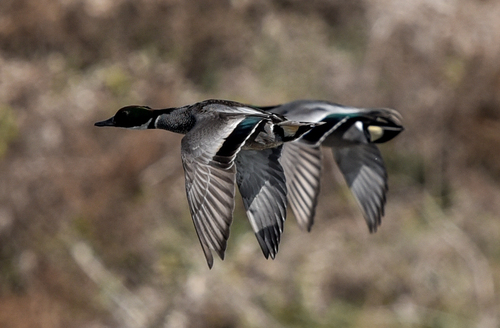 Falcated Duck