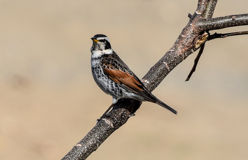 Dusky Thrush