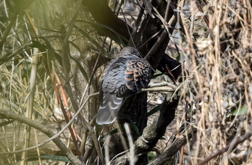 Eastern Oriental Turtle Dove
