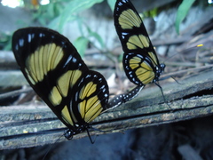 Methona themisto