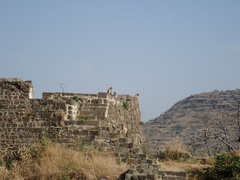 Semnopithecus hypoleucos