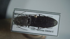 Corymbitodes kambaitiana