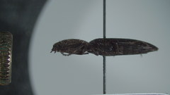 Corymbitodes kambaitiana