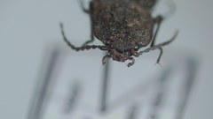 Corymbitodes kambaitiana