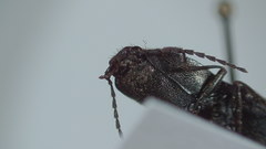 Corymbitodes kambaitiana