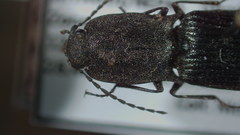 Corymbitodes kambaitiana