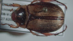 Melolonthinae