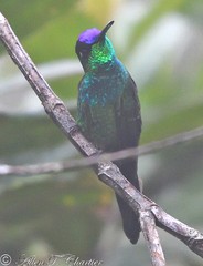 Heliodoxa leadbeateri