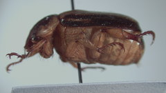 Melolonthinae