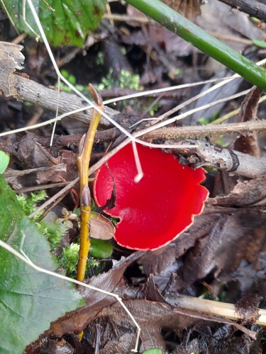 Scarlet Elf Cup