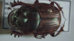 Digitonthophagus