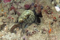 Callistoctopus