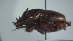 Digitonthophagus