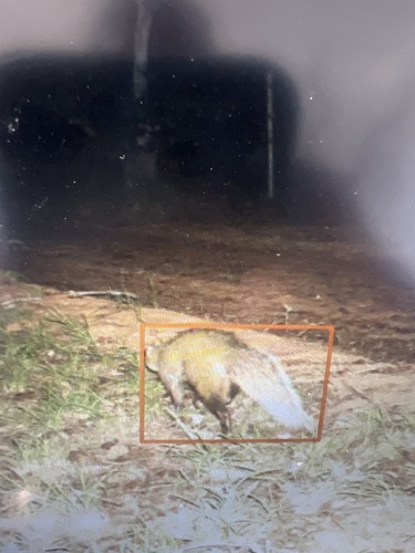 White-tailed Mongoose