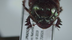 Digitonthophagus
