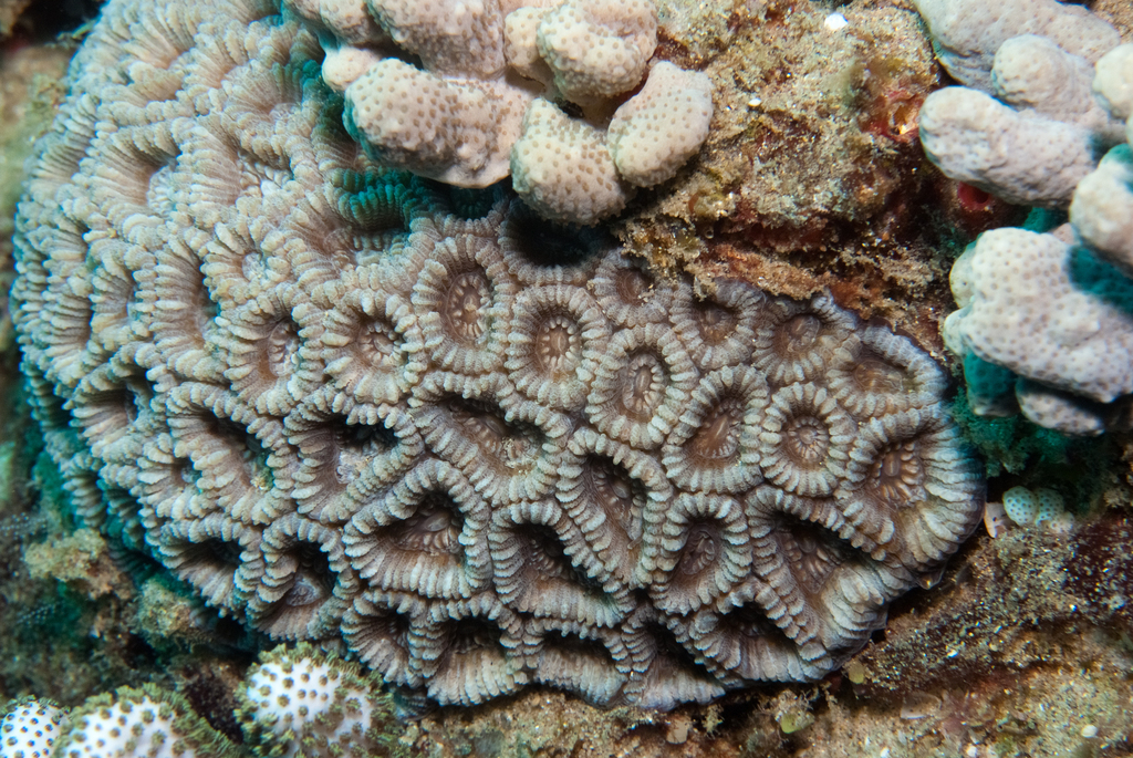 Astraeosmilia coral (no English common name)