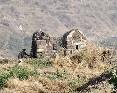 Semnopithecus hypoleucos