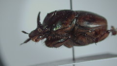 Digitonthophagus