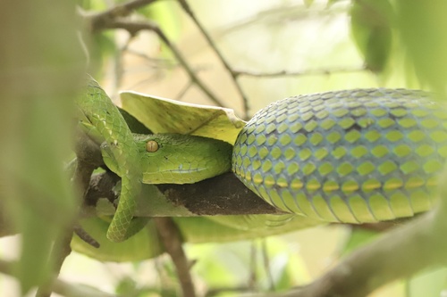 Vogel’s Pit Viper