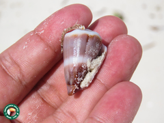 Conus lividus
