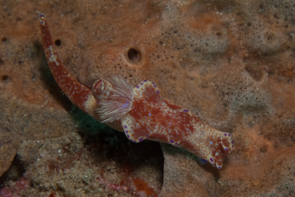 Elongate Pantechnicon Dorid