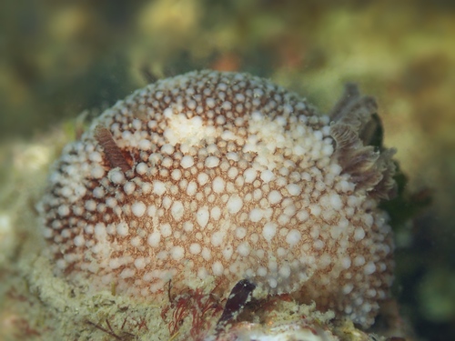 barnacle-eating dorid, Oosterschelde, Zeeuwse meren, 158_13_400, NL, photo 9 of 10