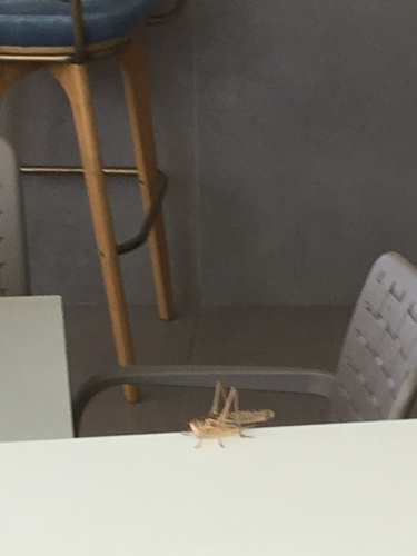 White-faced Bush-cricket