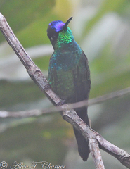 Heliodoxa leadbeateri