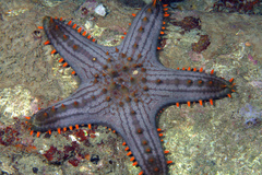 Pentaceraster alveolatus