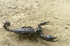 Teuthraustes gervaisii