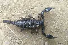 Teuthraustes gervaisii