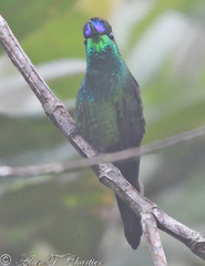 Heliodoxa leadbeateri